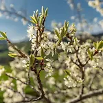 Gaestehaus Huber Fruehstueckspension Δωμάτια σε οικογενειακή κατοικία