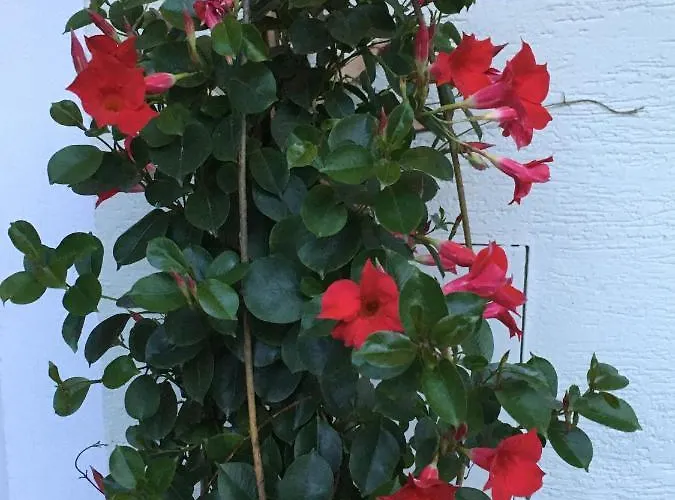 منزل للإقامة Gaestehaus Huber Fruehstueckspension سخلادميخ