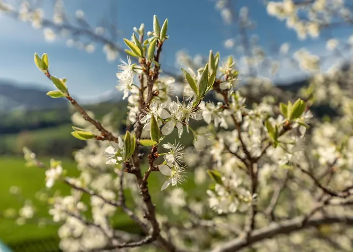 Gaestehaus Huber Fruehstueckspension בית אירוח